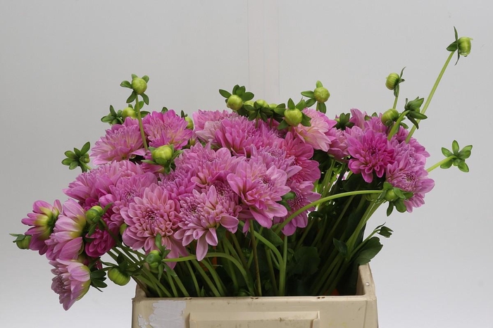 <h4>Dahlia (Decorative Grp) 'Pink Pop'</h4>
