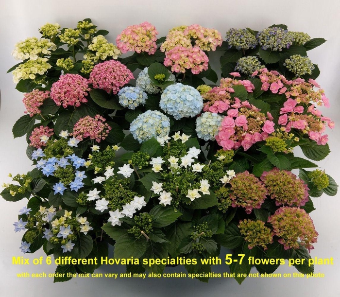 <h4>Hydrangea Hovaria Mix 5-7</h4>