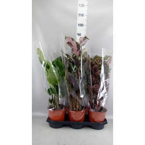 Calathea   ...mix
