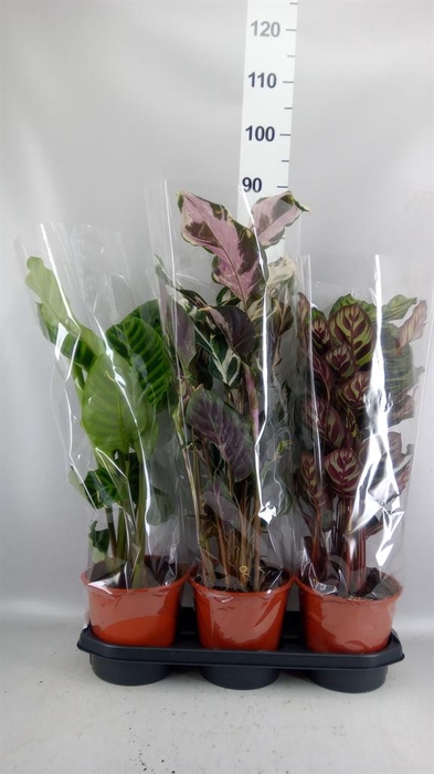 <h4>Calathea   ...mix</h4>