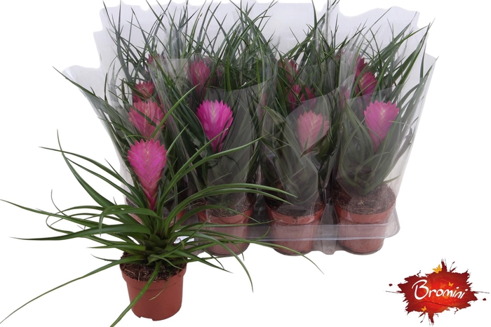 <h4>TILL CYANEA</h4>