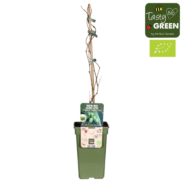 <h4>Actinidia arguta Issai</h4>