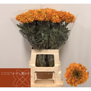 Tagetes E Promise Yellow