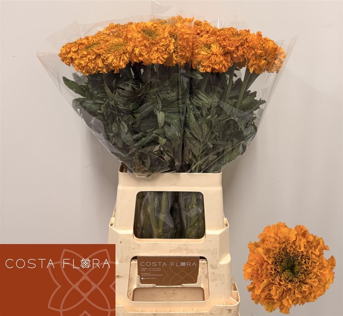 <h4>Tagetes E Promise Yellow</h4>
