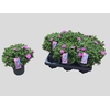 Aster Alpha Light Pink