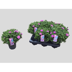 ASTER D AL LIGH PINK