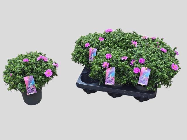 <h4>ASTER D AL LIGH PINK</h4>