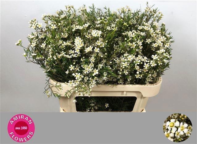 <h4>CHAME UN OFIR</h4>