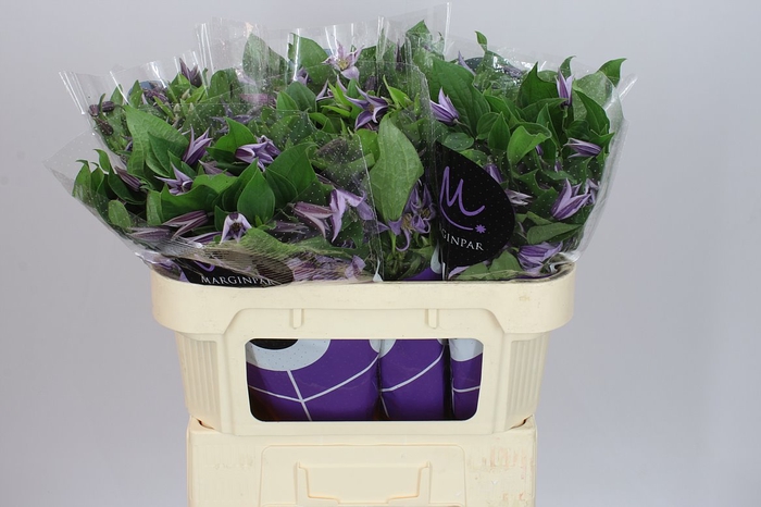 <h4>Clematis Star River</h4>
