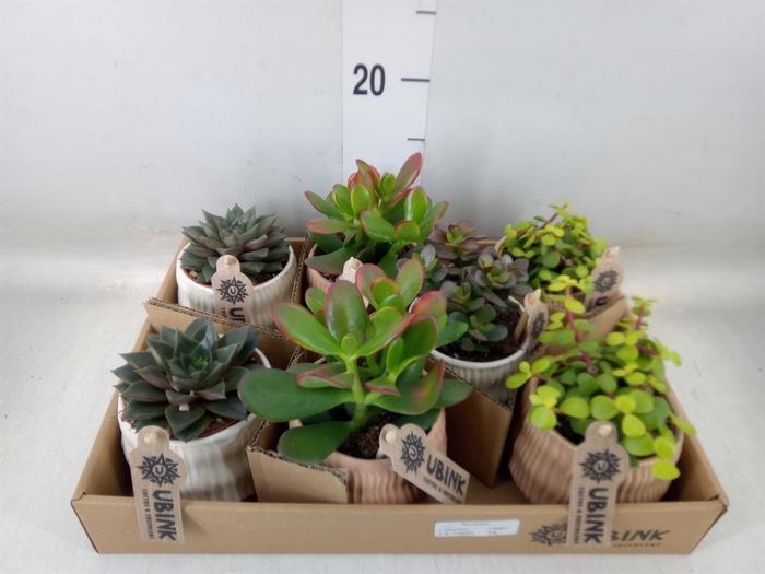 <h4>Succulents   ...</h4>