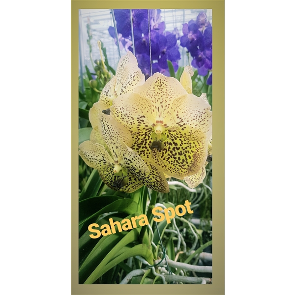 <h4>Vanda Sahara Spots</h4>