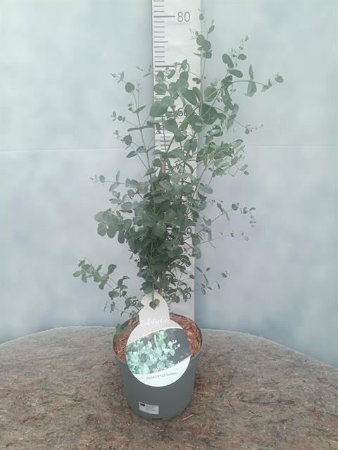 <h4>Eucalyptus parvula</h4>