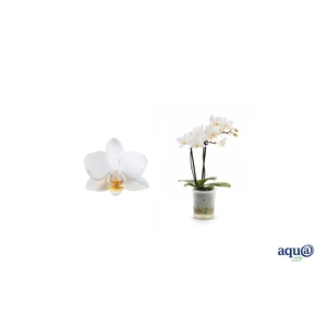 Phal Tiny Dolls Soft Cloud 2T12+ Aqu@