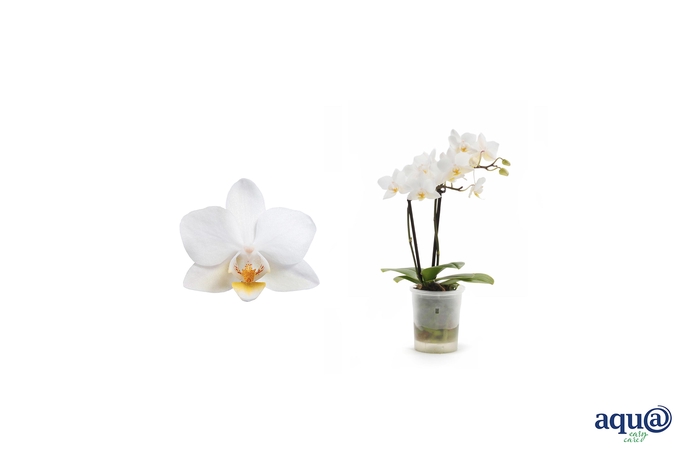 <h4>Phal Tiny Dolls Soft Cloud 2T12+ Aqu@</h4>