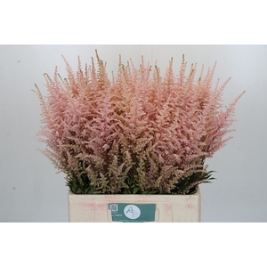 Astilbe Ar Erika