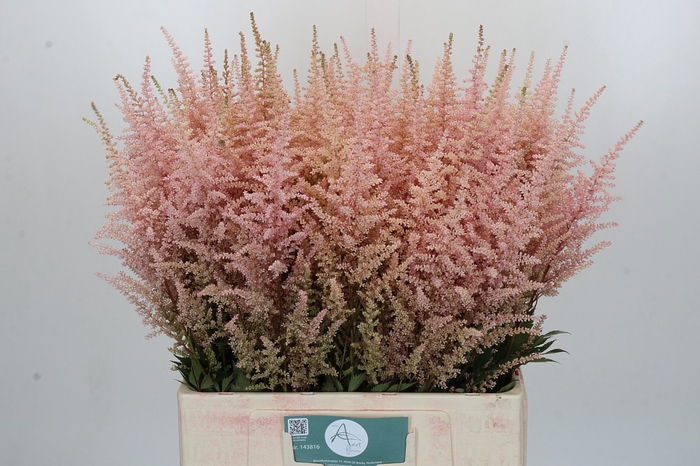 <h4>Astilbe Ar Erika</h4>