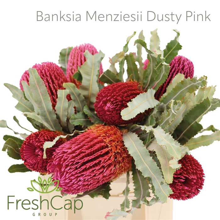 <h4>Banksia Menziesii Dusty Pink</h4>