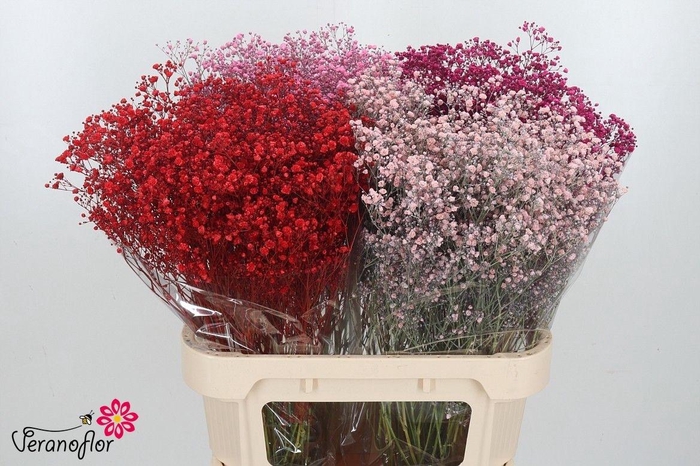 <h4>GYPS KLB H%</h4>