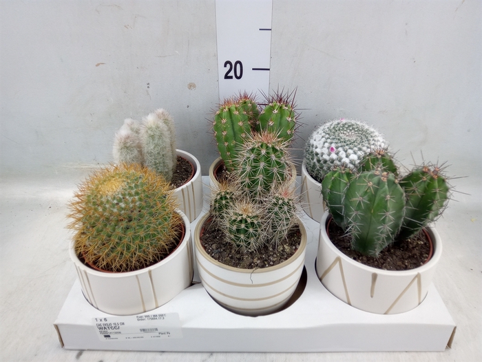 <h4>Cactus   ...</h4>