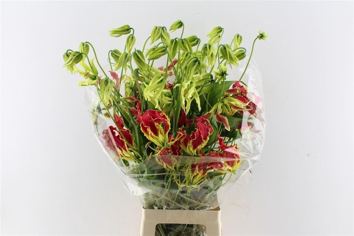 <h4>Gloriosa South Wind</h4>