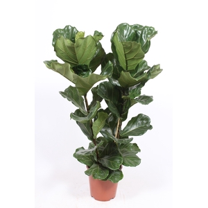 Ficus Lyrata 2pp