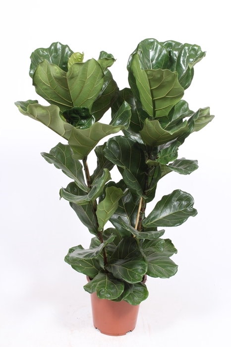 <h4>Ficus Lyrata 2pp</h4>