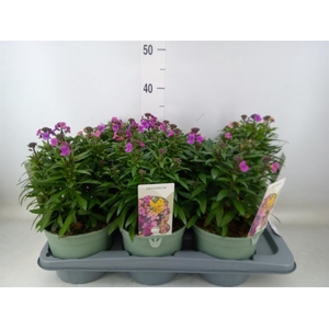 Erysimum  'Leya Purple Glow'