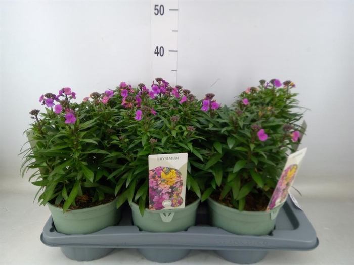 <h4>Erysimum  'Leya Purple Glow'</h4>