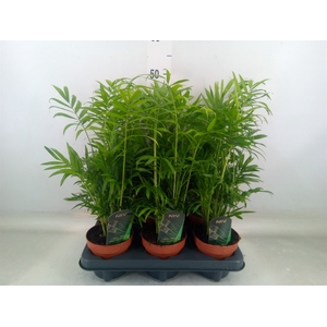 Chamaedorea elegans