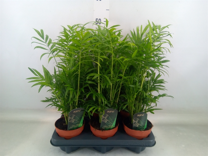 <h4>Chamaedorea elegans</h4>