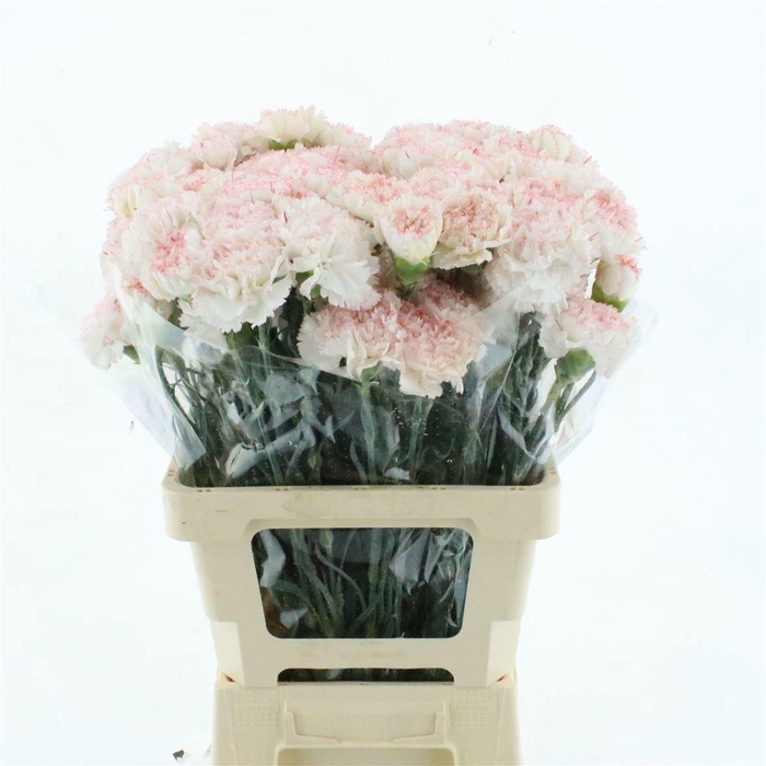 <h4>DI ST ATEKA</h4>