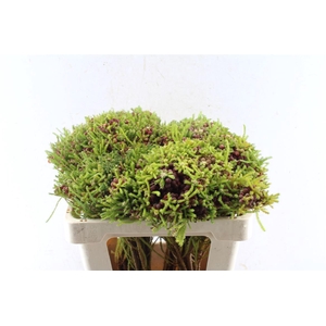 Kaaps Berz Strawberry