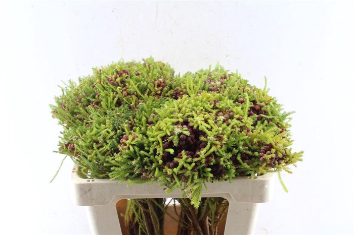 <h4>Kaaps Berz Strawberry</h4>