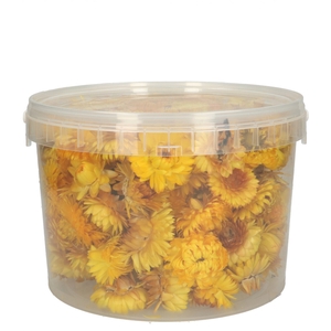 Dried flowers Helichryseum head 100g