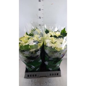 Euphorbia pulc. 'Alaska'