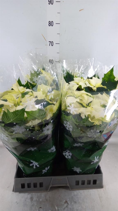 <h4>Euphorbia pulc. 'Alaska'</h4>