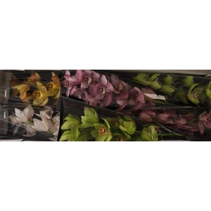 Cymbidium Mix