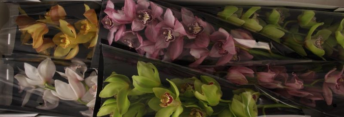 <h4>Cymbidium Mix</h4>