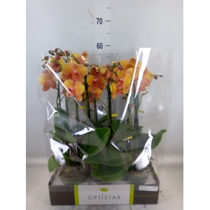 Phalaenopsis   ...orange