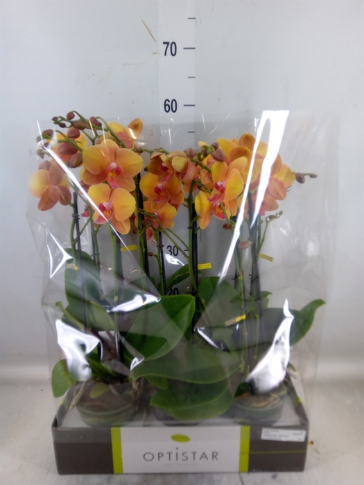 <h4>Phalaenopsis   ...orange</h4>