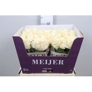 R Gr Four Seasons+ B1