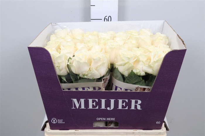 <h4>R Gr Four Seasons+</h4>