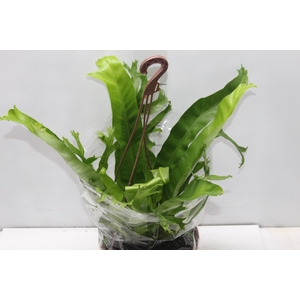ASPLENIUM CRISSIE C21