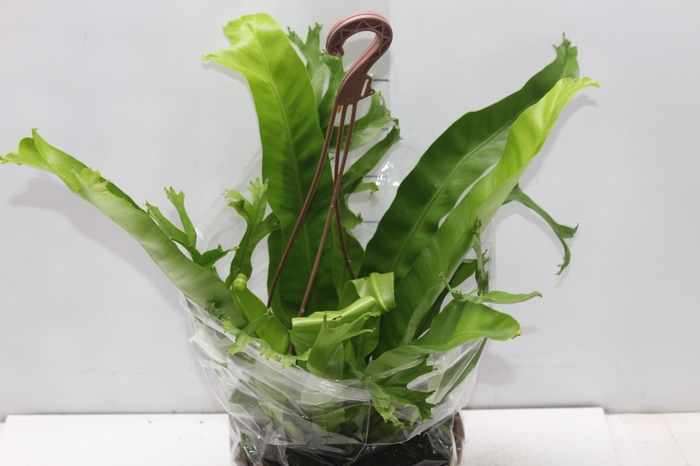 <h4>ASPLENIUM CRISSIE C21</h4>