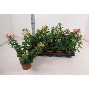 FUCHSIA W JUBELTEEN
