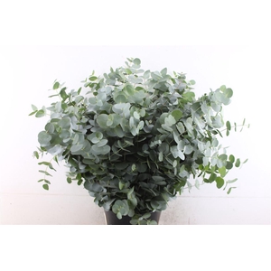 EUCALYPTUS CINEREA
