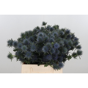 Eryng Magnetar Qstar