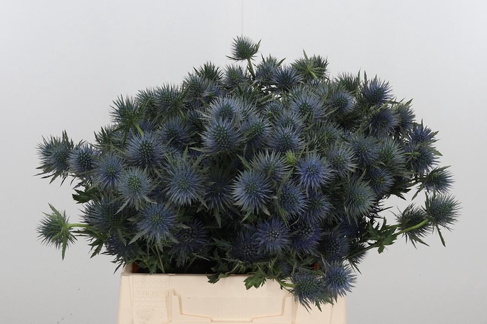 <h4>Eryng Magnetar Qstar</h4>