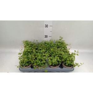 Ficus pumila 'White Sunny'
