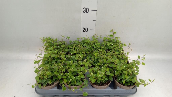 <h4>Ficus pumila 'White Sunny'</h4>